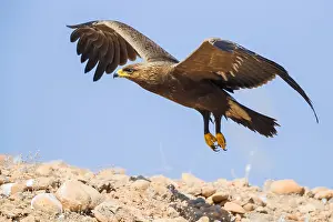 Images Dated 30th October 2017: Lesser Spotted Eagle