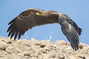 Images Dated 30th October 2017: Lesser Spotted Eagle