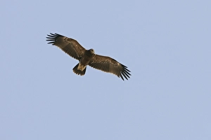 Pomarina Prints: Lesser Spotted Eagle, Schreeuwarend, Aquila pomarina