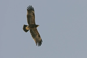 Pomarina Prints: Lesser Spotted Eagle, Schreeuwarend, Aquila pomarina