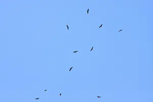 Doortrekker Prints: Lesser Spotted Eagle, Schreeuwarend, Aquila pomarina