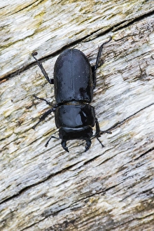 Stag Prints: Lesser stag beetle, Dorcus parallelipipedus