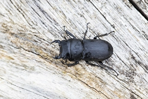 Stag Prints: Lesser stag beetle, Dorcus parallelipipedus