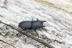 Stag Prints: Lesser stag beetle, Dorcus parallelipipedus
