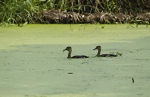 2012 Prints: Lesser Whistling Duck, Dendrocygna javanica