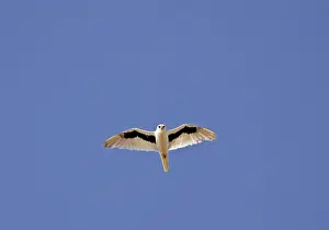 Images Dated 24th October 2009: Letter-winged Kite, Elanus scriptus