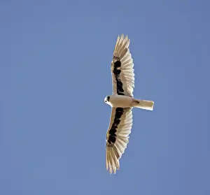 Images Dated 24th October 2009: Letter-winged Kite, Elanus scriptus