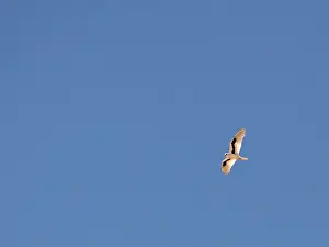 Elanus Prints: Letter-winged Kite, Elanus scriptus