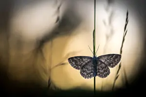 Nocturnal Prints: Lewes Wave, Scopula immorata