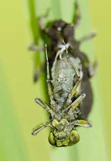Images Dated 5th May 2013: Libel, Dragonfly