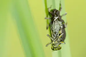 Images Dated 5th May 2013: Libel, Dragonfly