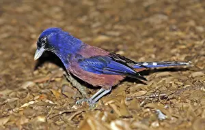 Images Dated 31st May 2009: Lidth's Jay, Garrulus lidthi