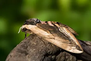 Images Dated 17th June 2007: Ligusterpijlstaart, Privet Hawk-moth