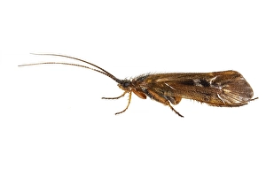 Trichoptera Prints: Limnephilus auricula