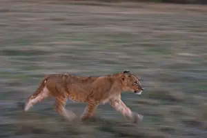 Images Dated 15th September 2013: A lion cub, Panthera leo, running