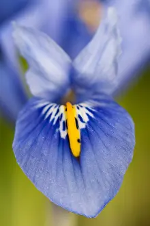 Images Dated 12th February 2016: Lis, Iris