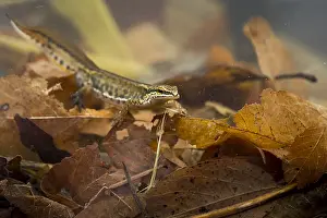 Images Dated 14th March 2020: Lissotriton helveticus - Palmate Newt