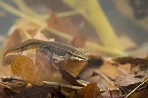 Images Dated 14th March 2020: Lissotriton helveticus - Palmate Newt
