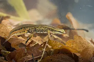 Images Dated 14th March 2020: Lissotriton helveticus - Palmate Newt