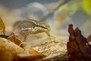 Images Dated 14th March 2020: Lissotriton helveticus - Palmate Newt