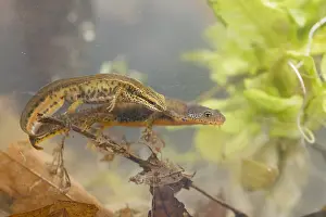 Images Dated 14th March 2020: Lissotriton helveticus - Palmate Newt