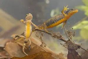 Images Dated 14th March 2020: Lissotriton helveticus - Palmate Newt