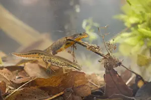 Images Dated 14th March 2020: Lissotriton helveticus - Palmate Newt
