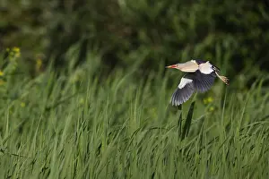 Images Dated 22nd August 2023: Little Bittern; Ixobrychus minutus