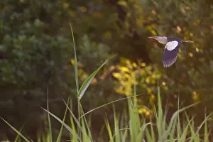 Images Dated 22nd August 2023: Little Bittern; Ixobrychus minutus