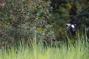 Images Dated 22nd August 2023: Little Bittern; Ixobrychus minutus