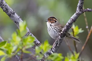 2016 Prints: Little Bunting