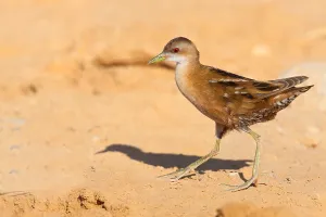 Images Dated 17th March 2009: Little Crake