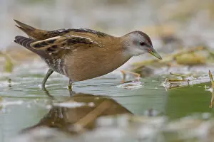 Rallidae Prints: Little Crake
