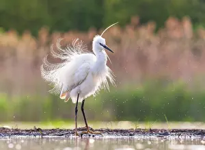 : Little Egret, Egretta garzetta