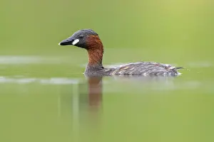 Ruficollis Prints: Little Grebe, Tachybaptus ruficollis