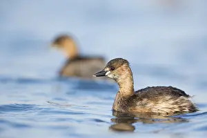 Ruficollis Prints: Little Grebe, Tachybaptus ruficollis ruficollis