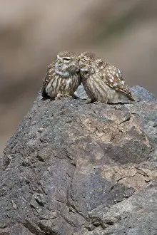 Images Dated 26th April 2018: Little Owl