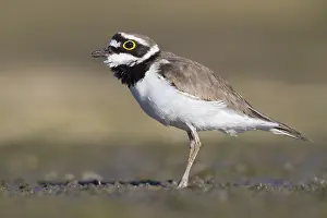 Low Perspective Prints: Little Ringed Plover