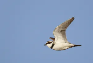 Images Dated 16th April 2014: Little Ringed Plover, Charadrius dubius