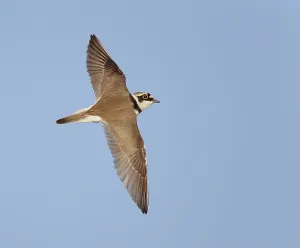 Images Dated 16th April 2014: Little Ringed Plover, Charadrius dubius