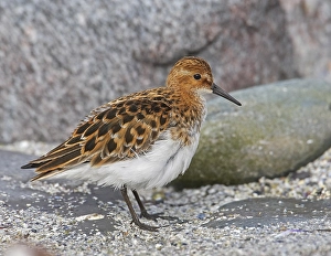 Images Dated 12th June 2007: Little Stint, Kleine Strandloper, Calidris minuta
