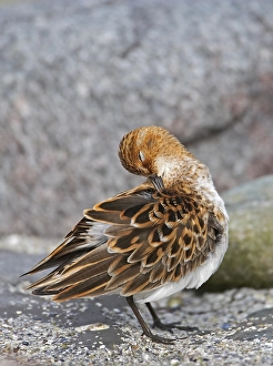 Images Dated 12th June 2007: Little Stint, Kleine Strandloper, Calidris minuta
