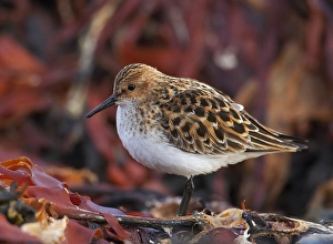 Images Dated 12th June 2007: Little Stint, Kleine Strandloper, Calidris minuta
