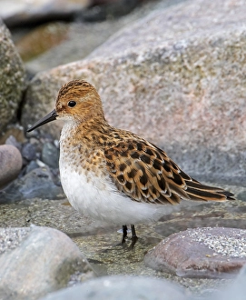 Images Dated 12th June 2007: Little Stint, Kleine Strandloper, Calidris minuta