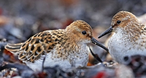 Images Dated 12th June 2007: Little Stint, Kleine Strandloper, Calidris minuta