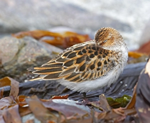 Images Dated 12th June 2007: Little Stint, Kleine Strandloper, Calidris minuta