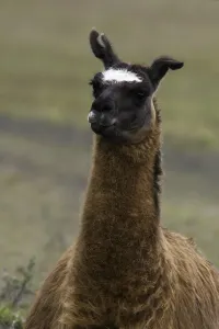 Inca Prints: Llama