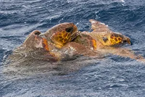Amphibian Prints: Loggerhead Turtle, Caretta caretta