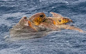 Amphibian Prints: Loggerhead Turtle, Caretta caretta