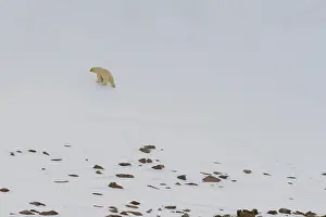 Norway Prints: A lone polar bear, Ursus maritimus
